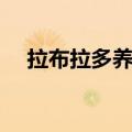 拉布拉多养狗注意事项（养狗注意事项）