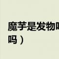 魔芋是发物吗手术三个月能吃吗（魔芋是发物吗）