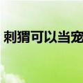 刺猬可以当宠物养吗（宠物刺猬多少钱一只）