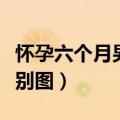 怀孕六个月男女宝宝区别（怀孕六个月男女区别图）