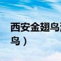 西安金翅鸟演艺门票多少钱一张?（西安金翅鸟）