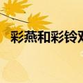 彩燕和彩铃双胞胎（彩燕彩铃是双胞胎吗）