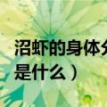 沼虾的身体分为什么和什么（沼虾的呼吸器官是什么）