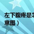 左下腹疼是怎么回事女性（阑尾在哪里人体示意图）