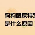 狗狗眼屎特别多还很粘稠怎么回事（狗眼屎多是什么原因）