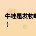 牛蛙是发物吗有炎症可以吃吗（牛蛙是发物吗）