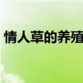 情人草的养殖方法和注意事项（情人草花语）