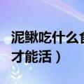 泥鳅吃什么食物才能活的久（泥鳅吃什么食物才能活）