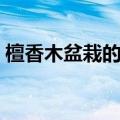 檀香木盆栽的功效与作用图片（檀香木盆栽）