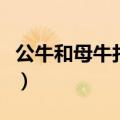 公牛和母牛打三个都是啥（公牛母牛打三个字）