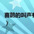 喜鹊的叫声有什么预兆（喜鹊叫声是什么声音）