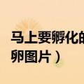 马上要孵化的蚕卵图片大全（马上要孵化的蚕卵图片）