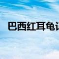 巴西红耳龟记仇吗（巴西红耳龟会认人吗）
