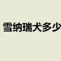 雪纳瑞犬多少钱一只（黄山松鼠多少钱一只）