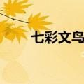 七彩文鸟养一只判几年（七彩文鸟）