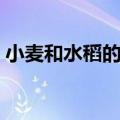 小麦和水稻的区别图片（小麦和水稻的区别）