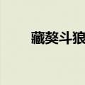藏獒斗狼视频大全（藏獒斗狼视频）