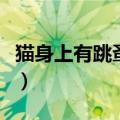 猫身上有跳蚤怎么办（猫身上有跳蚤怎么处理）