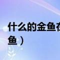 什么的金鱼在什么的水草里什么的（什么的金鱼）