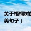 关于梧桐树的唯美句子开头（关于梧桐树的唯美句子）