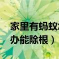 家里有蚂蚁怎么办能除根?（家里有蚂蚁怎么办能除根）