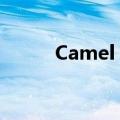 Camel Toevideo（camel toe）