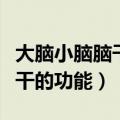 大脑小脑脑干的功能生物必修三（大脑小脑脑干的功能）