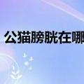 公猫膀胱在哪个位置图（膀胱在哪个位置图）