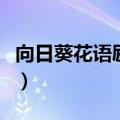 向日葵花语励志语录（向日葵花语大全励志语）