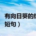 有向日葵的经典短句正能量（有向日葵的经典短句）