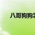 八哥狗狗怎么养要注意什么（八哥狗）