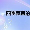 四季蒜苗的种植方法（蒜苗的种植方法）