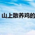 山上散养鸡的养殖方法（散养鸡的养殖方法）