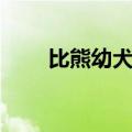 比熊幼犬怎么挑选品相（比熊幼犬）