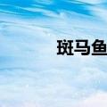 斑马鱼繁殖温度（斑马鱼繁殖）