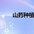 山药种植图片大全大图（山药种植）