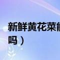 新鲜黄花菜能吃吗?怎么吃?（新鲜黄花菜能吃吗）