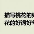 描写桃花的好词好句有拟人排比比喻（描写桃花的好词好句）