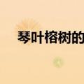 琴叶榕树的风水禁忌（榕树的风水禁忌）