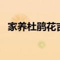 家养杜鹃花吉利吗（家里养杜鹃花吉祥吗）
