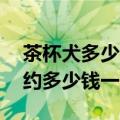 茶杯犬多少钱一只幼崽20元以下（茶杯犬大约多少钱一只）