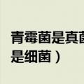 青霉菌是真菌还是细菌病毒（青霉菌是真菌还是细菌）