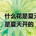 什么花是夏天开的和春天开和秋天开（什么花是夏天开的）