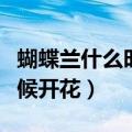 蝴蝶兰什么时候开花几点钟开（蝴蝶兰什么时候开花）