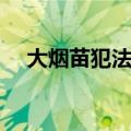 大烟苗犯法吗（大烟苗吃了对人有害吗）