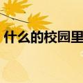 什么的校园里传来什么的笑声（什么的校园）