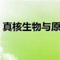 真核生物与原核生物的区别表格（真核生物）