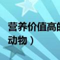营养价值高的动物性蛋白食品（营养价值高的动物）