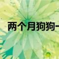 两个月狗狗一直打喷嚏（狗狗一直打喷嚏）