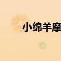 小绵羊摩托车图片（小绵羊摩托车）
